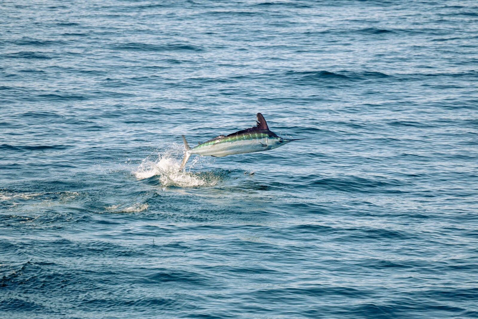 The Skillie Project - Largest White Marlin Satellite Tagging Mission