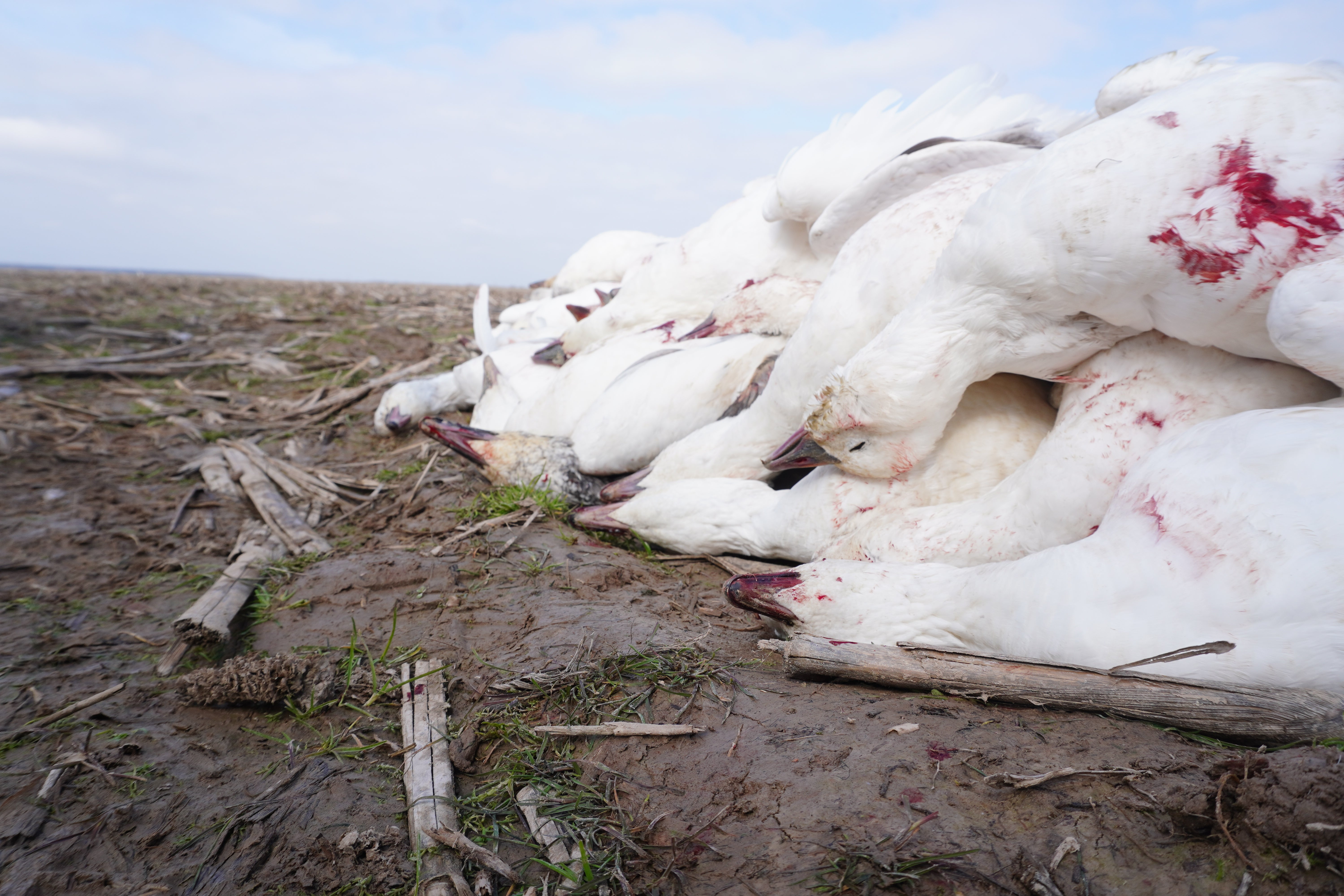 Pump-Action vs. Semi-Automatic: Waterfowl Hunting Shotgun Showdown