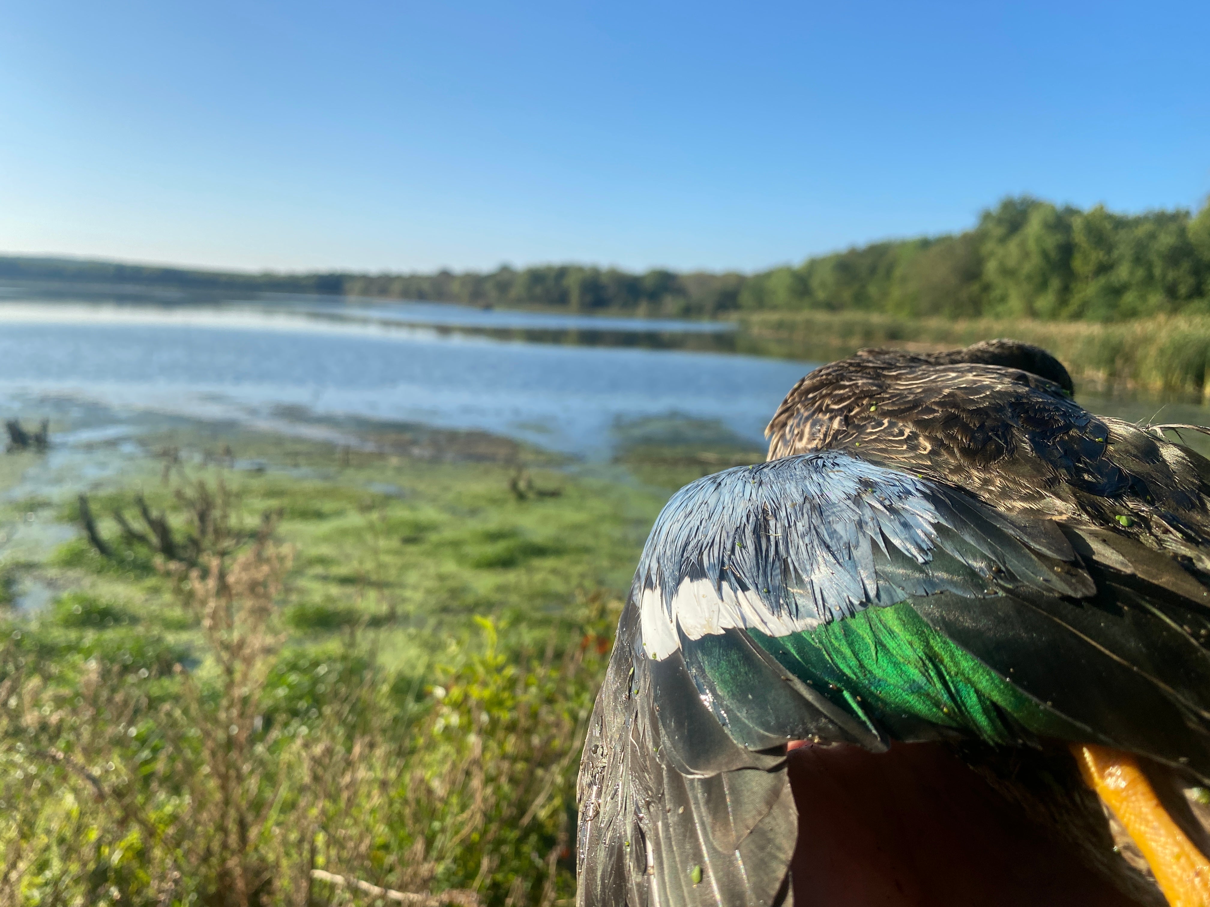 I Started Duck Hunting With An Over-Under: Here's Why