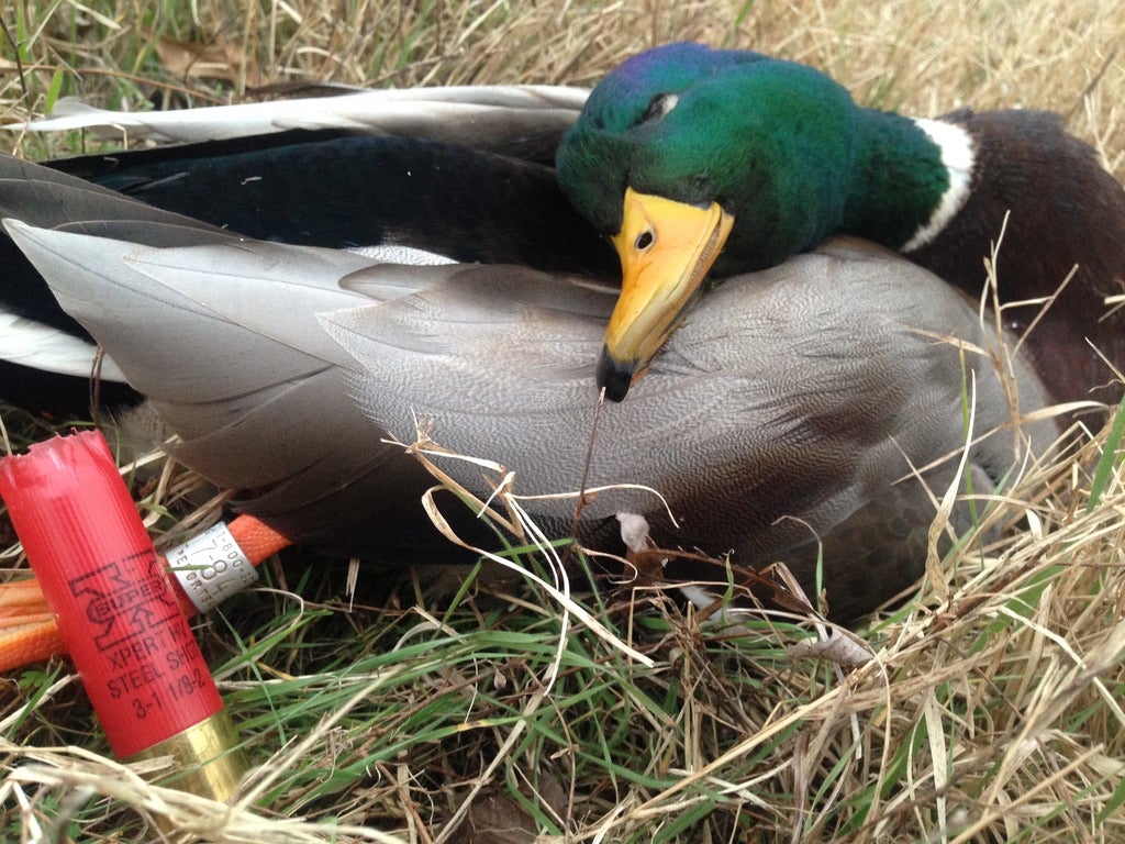 12 Gauge vs 20 Gauge: Which to Use for Duck & Goose Hunting?