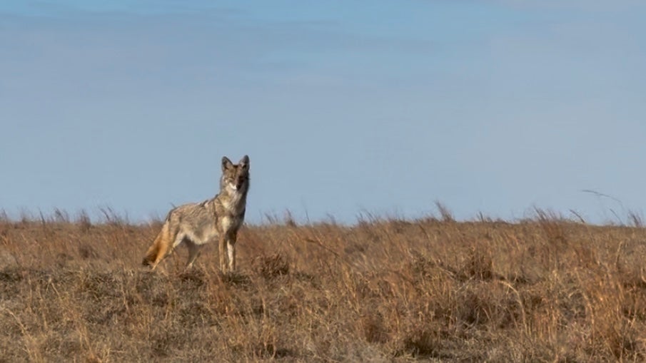 Why Coyote Population Control Is Vital – Managing Coyotes Effectively