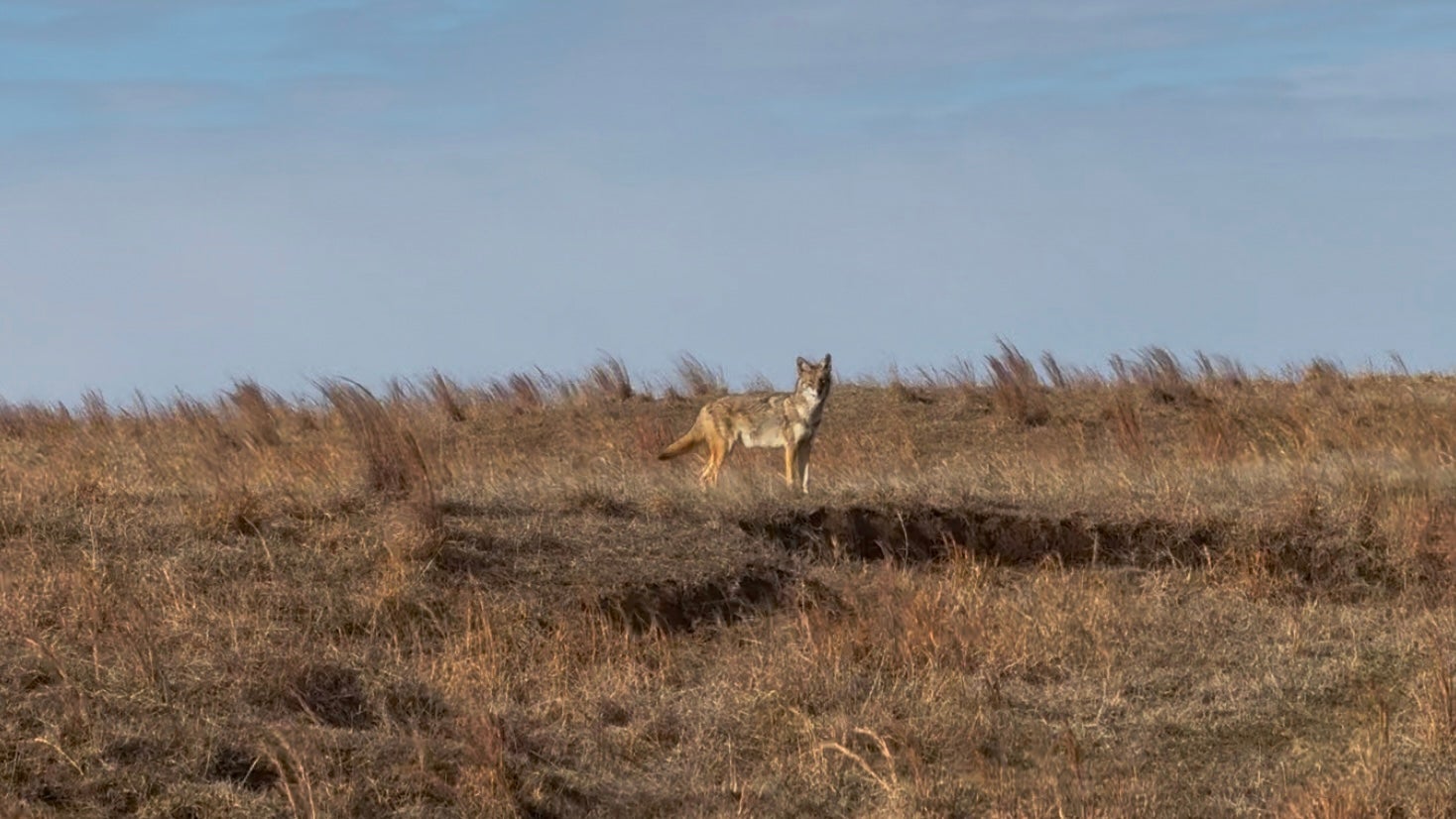 Why Coyote Population Control Is Vital - Managing Coyotes Effectively