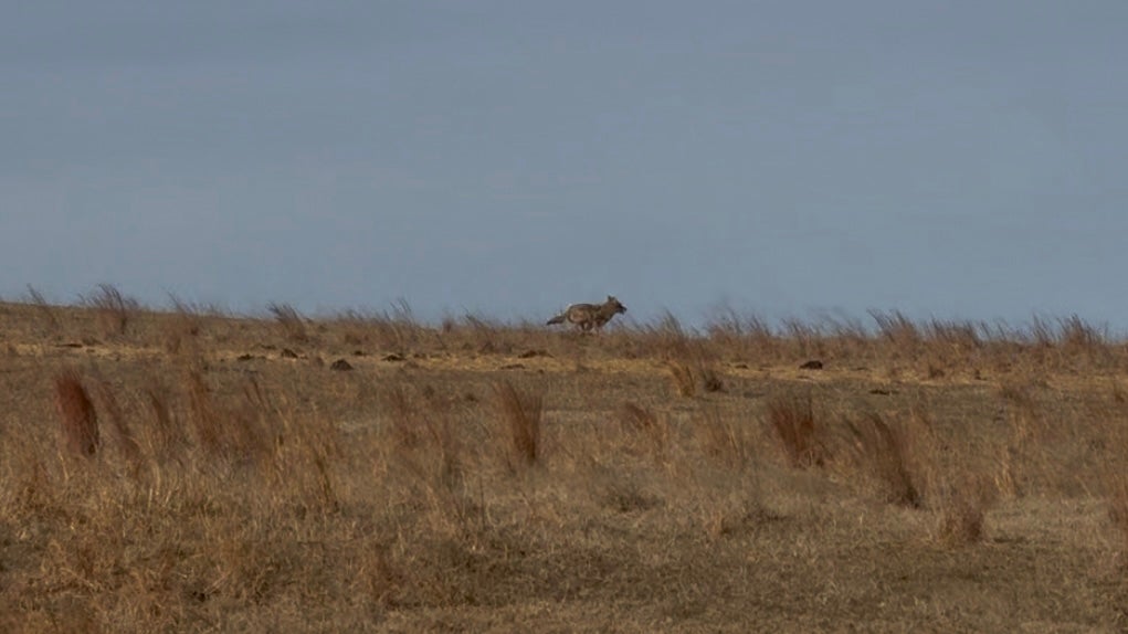 Coyote population control