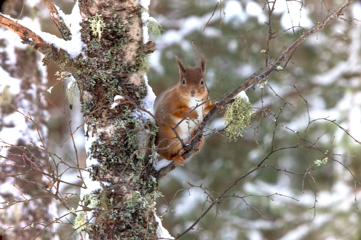 Hunting Squirrels in the Tumultuous Fall and Winter Seasons