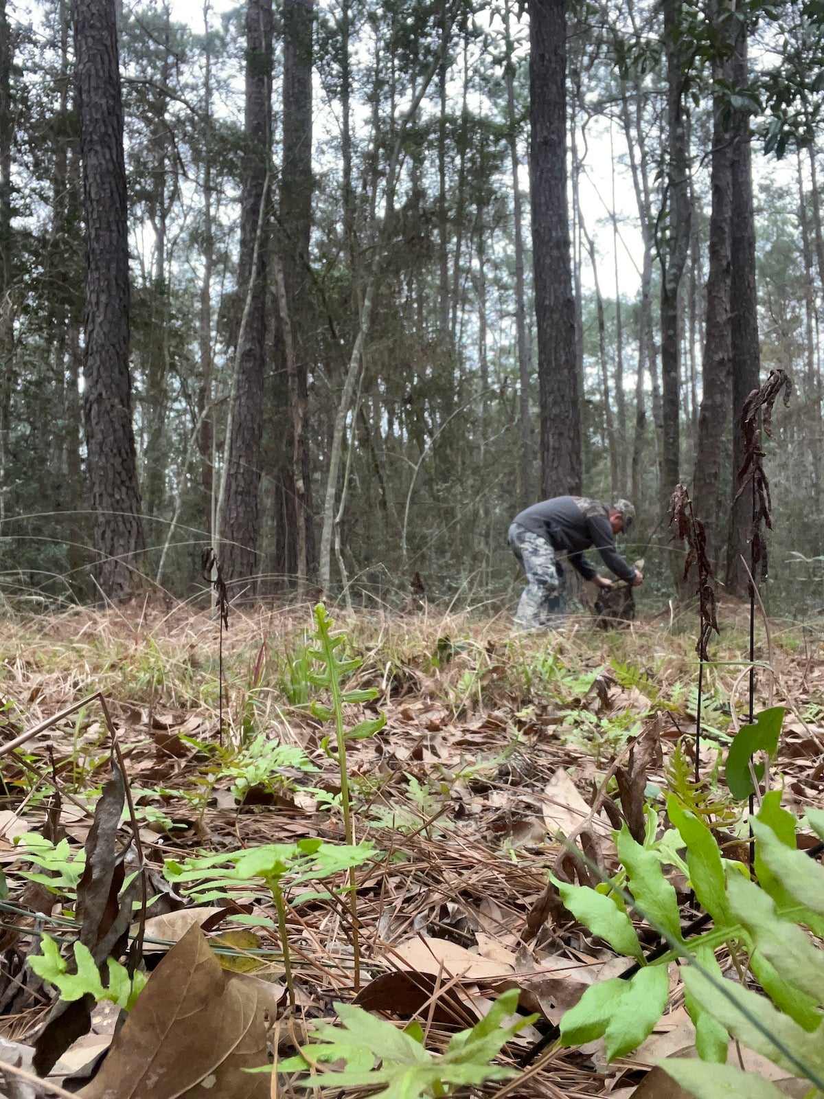 Turkey Decoy Strategies: Season-Specific Wisdom to Fool Longbeards